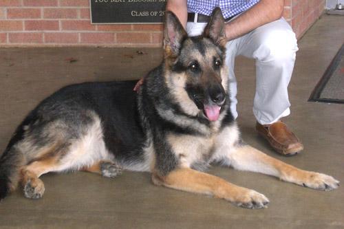 Zeke, a 10-year-old German Shepherd, is a favorite of students at Catholic High School. Zeke is owned by Brother Richard Sanker.