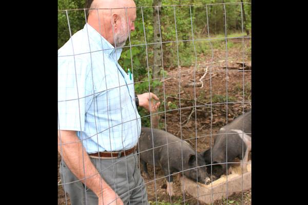 Chuck Crimmins feeds Bacon and Sausage, the two pigs his family is raising for meat. 