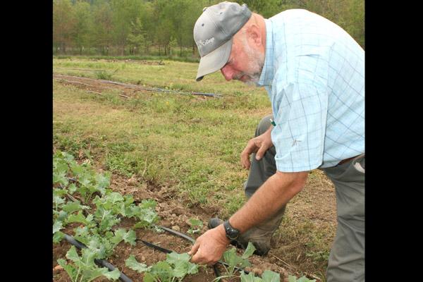 Chuck Crimmins checks on kale at the Crimmins Family Farm April 13. The family sells at the Argenta Farmers Market, a certified Arkansas market, every Saturday morning through October. (Malea Hargett photo)