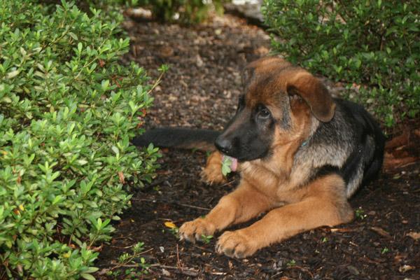 Even though Titus is calm-natured, he still has his puppy moments, like pulling the leaves off of a bush. (Aprille Hanson photo)