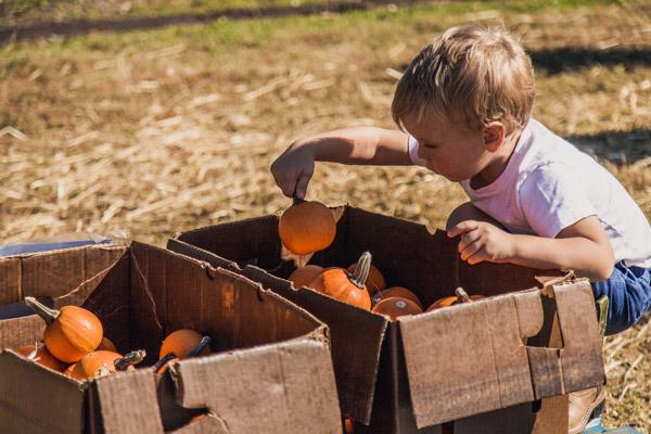 Henry Mulholland, 3, is most interested in the smaller pumpkins. (Travis McAfee photo)