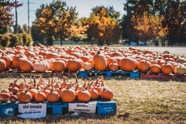 Hundreds of pumpkins adorn the lawn of St. Raphael Church in Springdale for its first pumpkin patch fundraiser. (Travis McAfee photo)