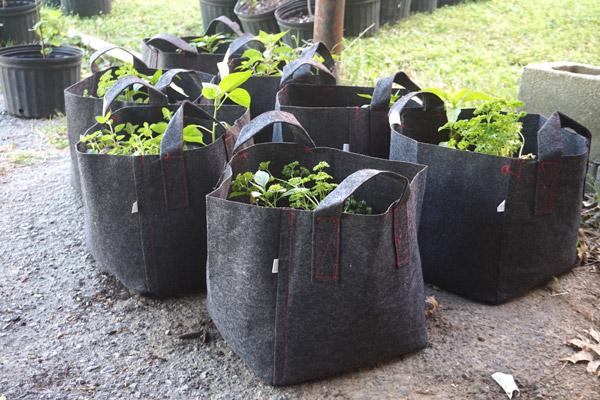 Victory Garden planting kits, which includes soil and seedlings for $30, are available to order online. A portion of each sale goes toward the Arkansas Hunger Relief Alliance. (Aprille Hanson photo)