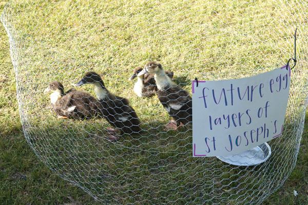 Ducklings, like those shown here, can join a virtual meeting or party for $50, courtesy of St. Joseph Center of North Little Rock. (Aprille Hanson photo)