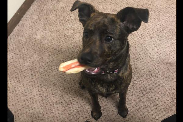 Father Luke Womack’s dog Luna holds a favorite dog chew May 23, 2019 when she was about 7 months old. It's one that she will bring into the office or rectory chapel and “throw it at me” to play, he said. (Courtesy Father Luke Womack)