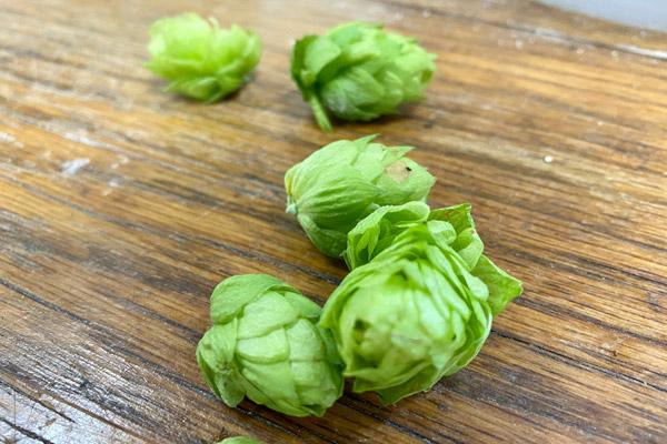 Subiaco Abbey grows its own hops to brew Country Monks craft beer. (Courtesy Arkansas PBS)