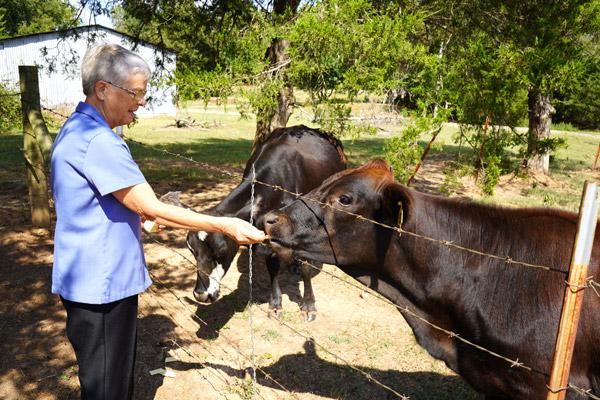 Sister Anita Desalvo, RSM, assistant director of the Hesychia House of Prayer, feeds Casper (left) and her daughter Casperina Sept. 16. The ministry has 52 head of cattle, keeping the cows and selling the bulls. (Aprille Hanson Spivey photo)