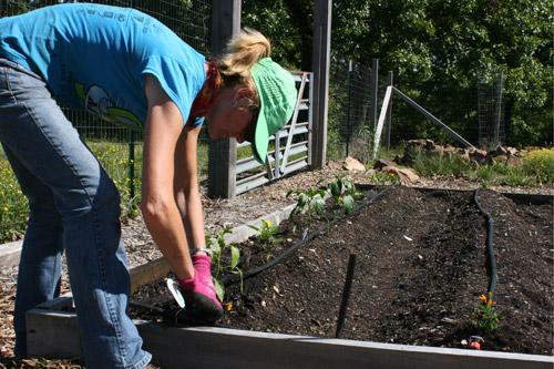 Ruth Landers tends to her garden plot, hoping it will be more full in the coming weeks. 