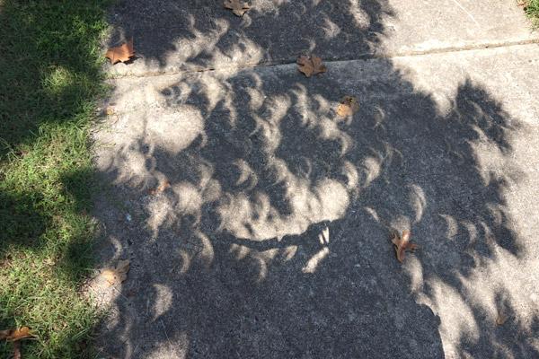 Hundreds of tiny crescent sun images are projected on the CHS sidewalk and other surfaces by the light passing through small spaces between leaves during the eclipse Aug. 21.