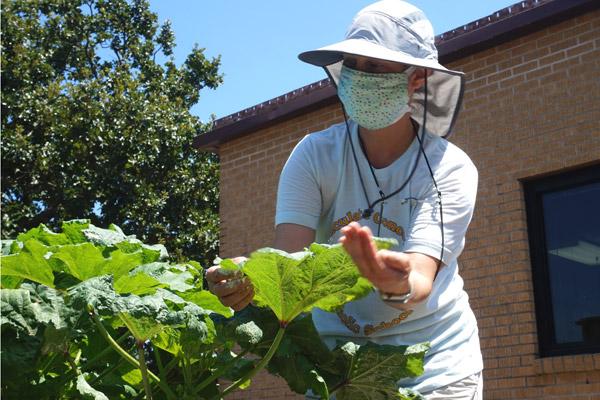 Dr. Liana Tyson, a teacher and sponsor of the garden at Immaculate Conception School in North Little Rock, identifies squash bugs on a plant Aug. 6.  (Aprille Hanson photo)